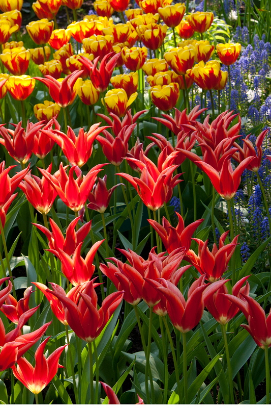Keukenhof4