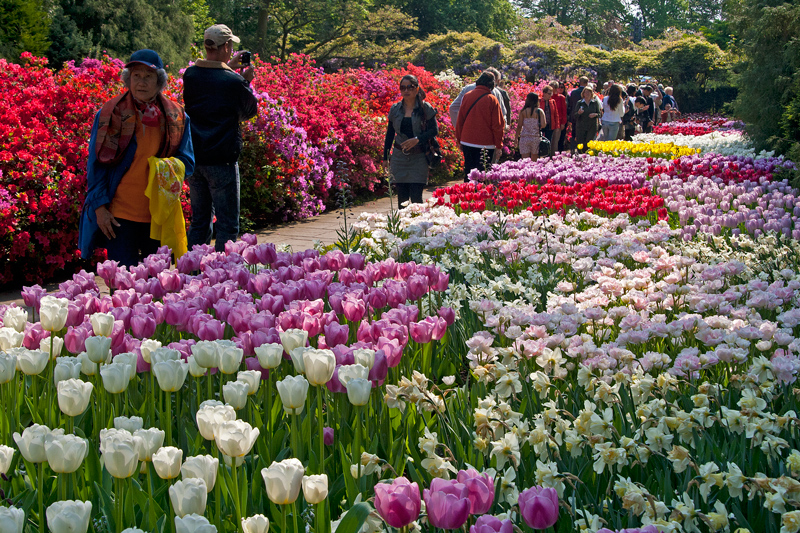 Keukenhof7