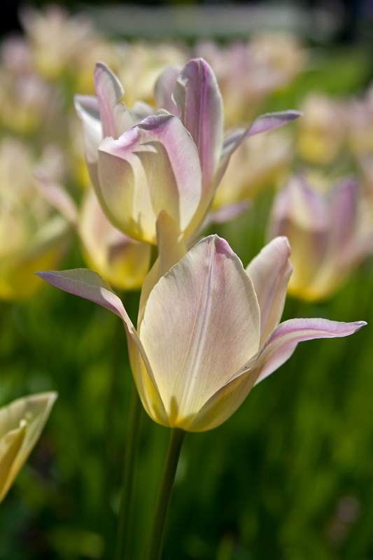 Keukenhof13
