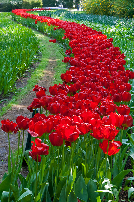 Keukenhof17