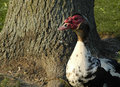 Red Head Duck