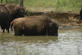 Bathing Bison
