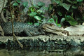 full croc