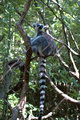 tree jumper