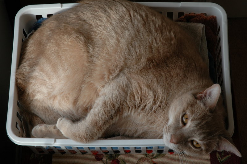 cat in the basket