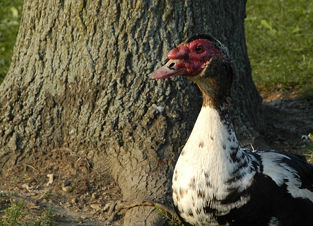 Red Head Duck