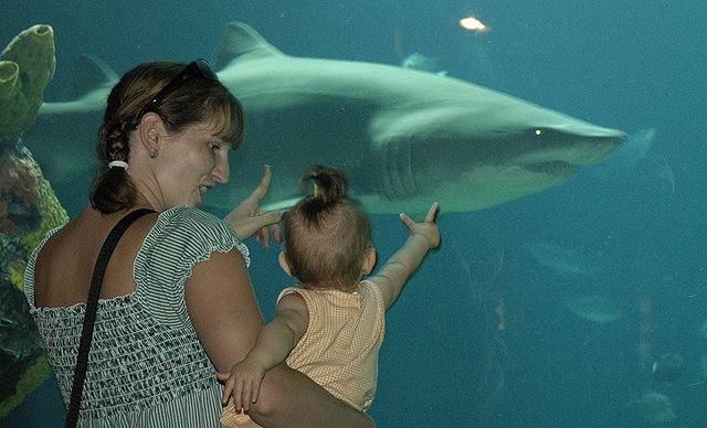 momma, shark!!!