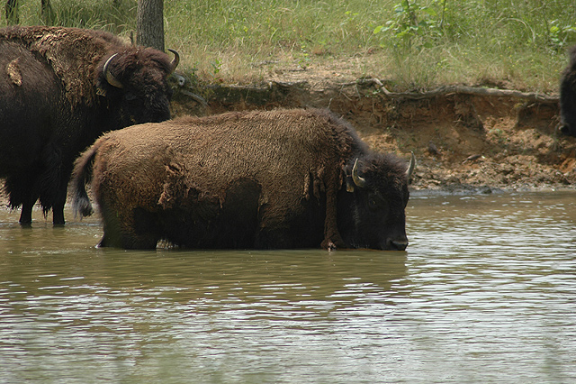Bathing Bison