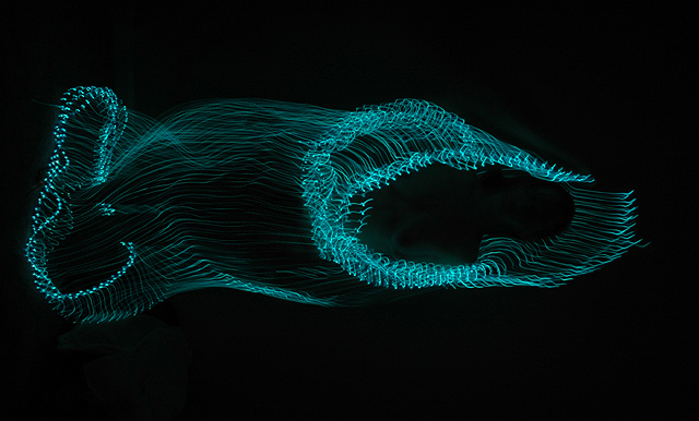 Jellyfish