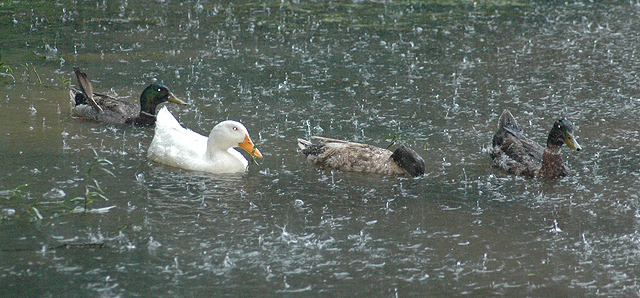 Duck and cover