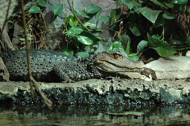 full croc