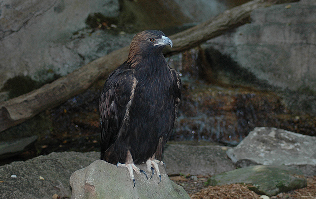 bird