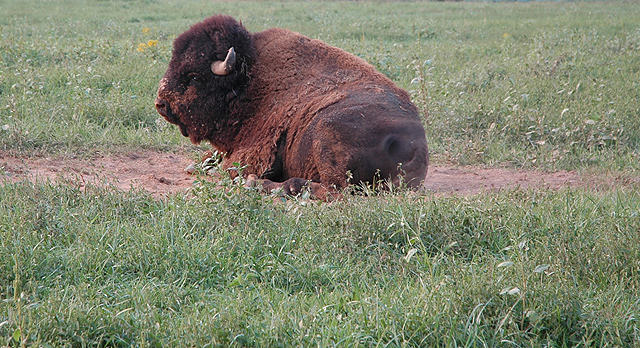 Resting Bison