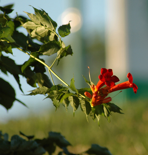 Red Flower