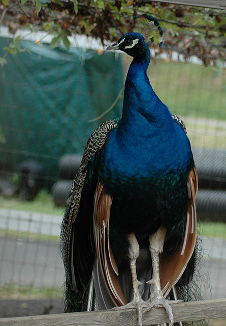 Peacock