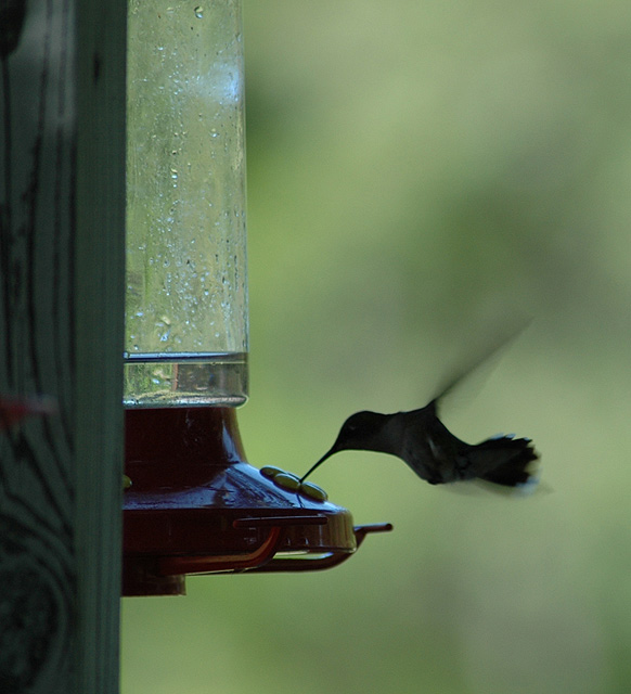 Humming Bird