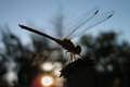 Dragon Fly