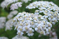 Wild Flower