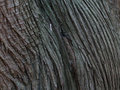Cedar Bark
