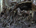 Cedar Roots
