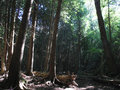Cedar Forest