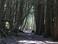 Cedar Forest 2