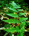 Fern