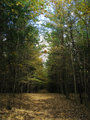 Shady Autumn Trail