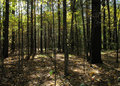 Shady Autumn Woods