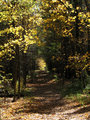 Sunny Autumn Trail