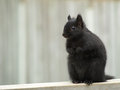 Black Squirrel