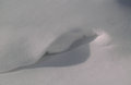 Drifts 6