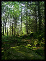 Verdant