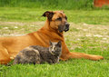 Cat and Dog