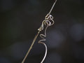 Clinging Vine