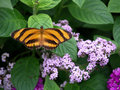 Butterfly 4  