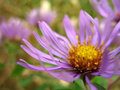 Purple Flower