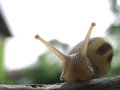 Snail