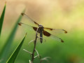 Dragonfly 2 