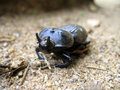 Triceratops Beetle