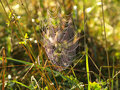 Spider Web 1