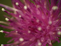 Shallow DOF