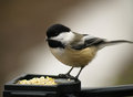 Chickadee on tripod