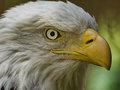 Adult Bald Eagle 4