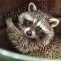 Trash Can Bandit