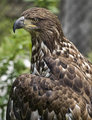 Young Bald Eagle 2