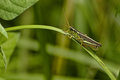 Grasshopper