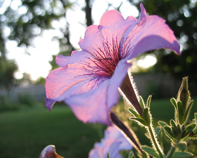 Petunia