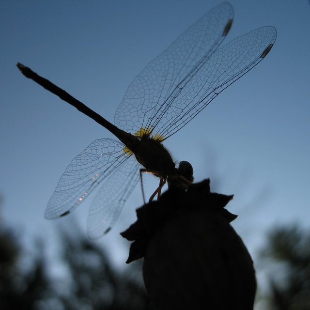 Dragon Fly 2