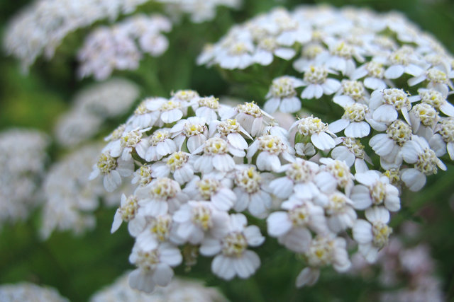Wild Flower